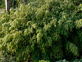 Sinarundinaria murielae syn. Fargesia murielae (Bambus)