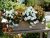 Wooden box with petunias and girl eye