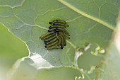 Caterpillars of the large cabbage white butterfly (Pieris brassicae) under cabbage leaves