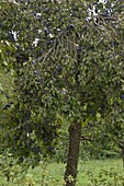 Hauszwetschge (Prunus domestica)