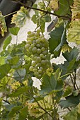 White grape 'Theresa' (Vitis vinifera)