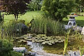 Small naturally created pond with Nymphaea (water lily)
