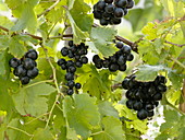 Weintraube 'Muscat Bleu' (Vitis vinifera)