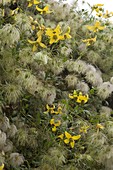 Clematis orientalis (Gelbe Waldrebe) mit Blüten und Fruchtständen