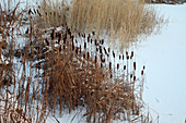 Typha laxmannii (Rohrkolben) an zugeschneitem Teich