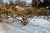 Hamamelis japonica (Japanische Zaubernuss) im Schnee