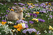 Osterhase zwischen Crocus (krokussen) und Galanthus (Schneeglöckchen) auf der Wiese