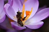Crocus vernus (Garten-Krokus) mit Biene