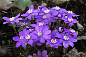 Hepatica nobilis (Leberblümchen)