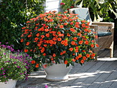 Solitaire of orange busy lizzie in white pot