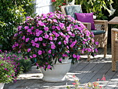 Solitaire of purple busy lizzie in white pot