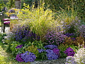 Autumn bed with asters and grasses