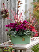 Light green metal pot planted with cyclamen, grasses and stonecrop