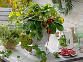 Erdbeepflanze mit Früchten im weißem Topf mit Fuß