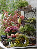 Harvest table with fruits, silver chrysanthemum and herbs