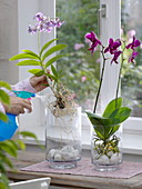 Orchideen werden an den Wurzeln mit Wasser besprüht
