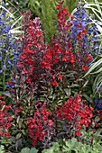 Lobelia speciosa fan 'Scharlach Blau' (Scarlet Blue) (Glorious lobelia)