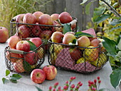 Drahtkörbe mit Äpfeln 'Jonagold', 'Boskoop' und 'Cox Orange