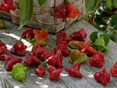 Bell chilli 'Bishop's Crown' (Capsicum)