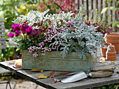 Cyclamen persicum 'Miracle Purple', Cineraria maritima