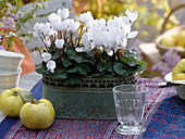 Cyclamen persicum Halios 'Dhiva White' (Cyclamen) in a metal jardiniere