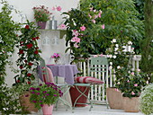 Mandevilla splendens mit großen rosa Blüten, Mandevilla Sundaville 'Cosmos