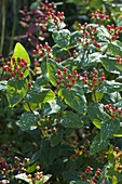 Hypericum androsaemum (blood St. John's wort)