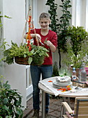 Young woman harvesting herbs from a hanging basket of lemon thyme