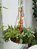 Hanging basket with lemon thyme (Thymus citriodorus), borage (Borago)