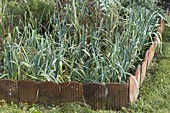 Leeks in a cottage garden, edging made of old roof tiles
