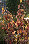 Cornus alba (White Dogwood, Tartar Dogwood) in autumn colours
