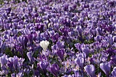 Crocus vernus (Crocus)