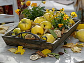 Aroma arrangement of quince, lemon slices, cinnamon sticks and bay leaves