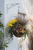 Basket hanging basket planted with Chrysanthemum (autumn chrysanthemum)