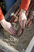 Junge Frau schlägt Möhren in eine Holzkiste mit Sand ein