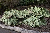 Winterschutz für Gunnera manicata (Mammutblatt)