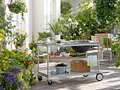 Outdoor kitchen: barbecue on the terrace