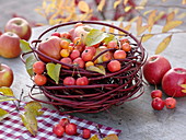 Äpfel und Zieräpfel (Malus) in einem Nest aus Cornus alba 'Sibirica'