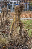 Winterschutz für Gräser im Herbst: Gräser zusammengebunden