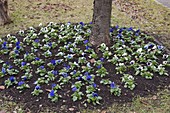 Tree slice planted with viola (pansy) in blue and white