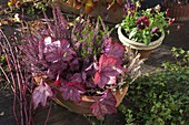 Bowl planted with Calluna Garden Girls (budding broom heather)