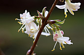 Lonicera x purpusii 'Winter Beauty' (Duft-Heckenkirsche)