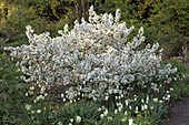 Malus 'Evereste' (Zier-Apfel) mit weißen Tulipa (Tulpen)
