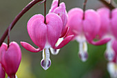 Dicentra spectabilis (Tränendes Herz)