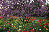 Cercis siliqquastrum (Judasbaum) in Wiese mit Tulipa (Tulpen)