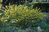 Blühender Cytisus (Ginster)