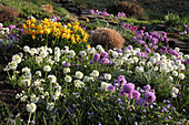 Frühlingsbeet: Narcissus cyclamineus 'Itzim' (Narzissen), Primula denticulata (Kugelprimeln), zurückgeschnittene Gräser, Scilla (Blausternchen)