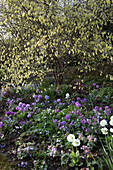 Hanggarten mit Corylopsis spicata (Scheinhasel), Primula denticulata (Kugel-Primeln), Corydalis solida (Hohler Lerchensporn), Chionodoxa (Schneeglanz)