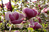 Magnolia Soulangeana 'Lennei' (Tulpen-Magnolie)