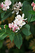 Lonicera tatarica (Tataren-Heckenkirsche)